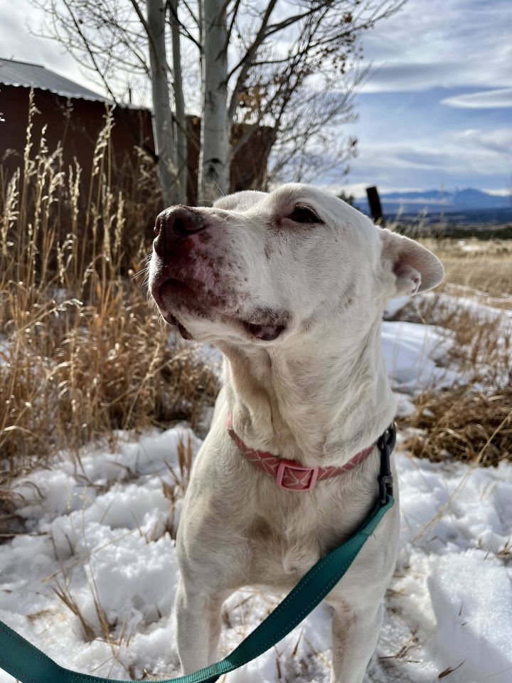 Indy, an adoptable American Staffordshire Terrier in RYE, CO_image-6