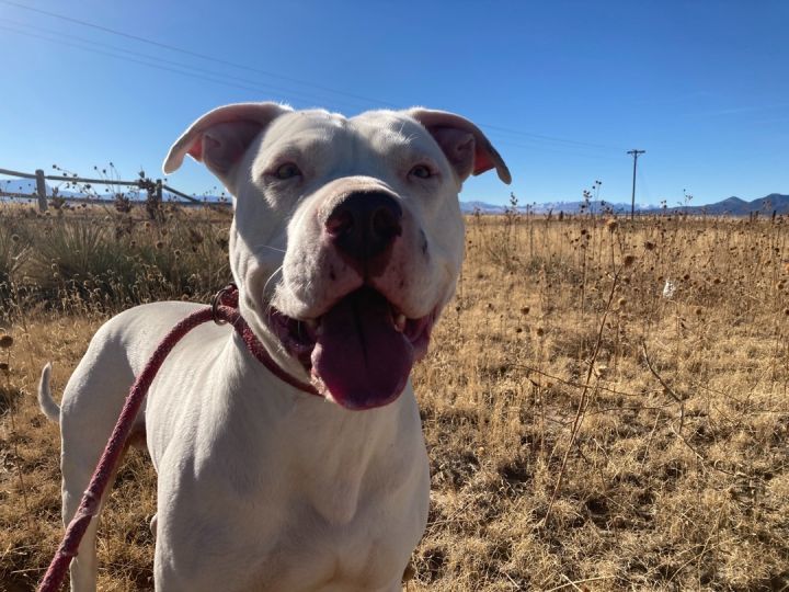 Keith, an adoptable Pit Bull Terrier & Dogo Argentino Mix in RYE, CO_image-1