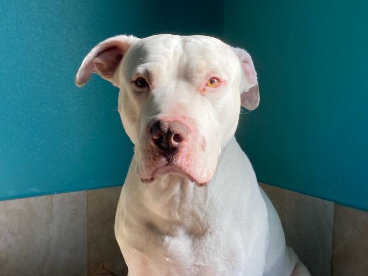 Keith, an adoptable Pit Bull Terrier, Dogo Argentino in RYE, CO, 81069 | Photo Image 2