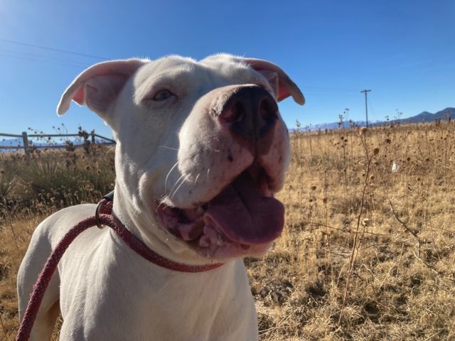 Keith, an adoptable Pit Bull Terrier, Dogo Argentino in RYE, CO, 81069 | Photo Image 3