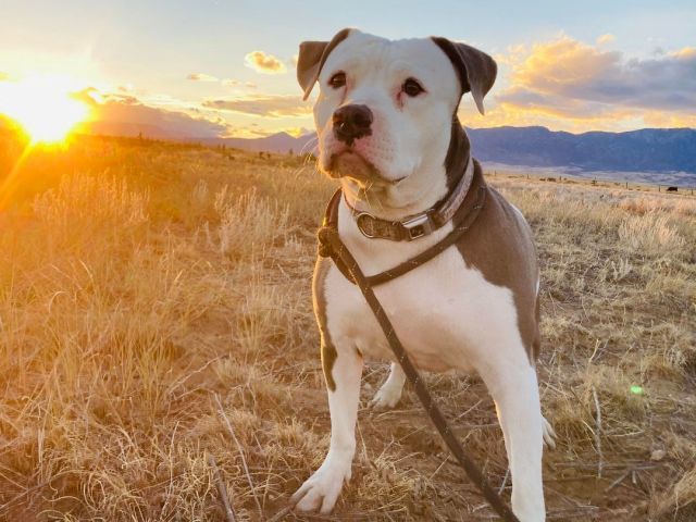 Noelle, an adoptable English Bulldog & American Staffordshire Terrier Mix in RYE, CO_image-1
