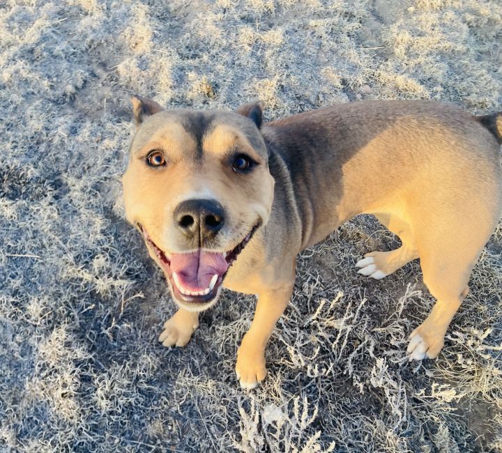 Lady, an adopted Australian Cattle Dog / Blue Heeler & American Staffordshire Terrier Mix in RYE, CO_image-4