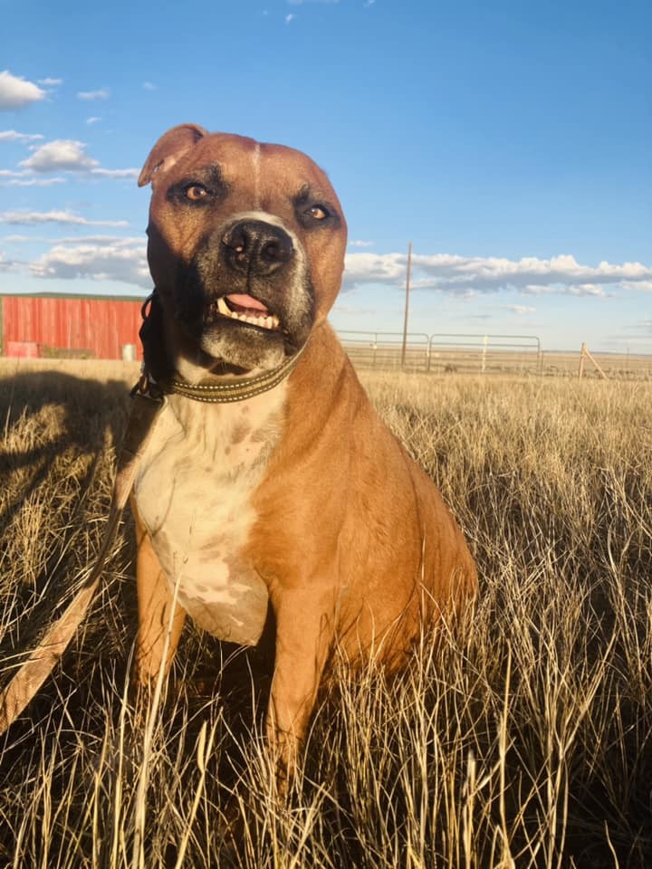Buster, an adoptable Boxer in RYE, CO, 81069 | Photo Image 1