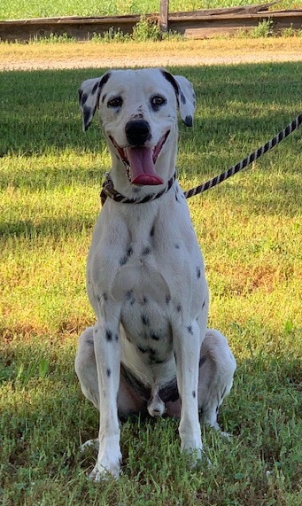 Petfinder dalmatian hot sale