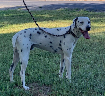 Dalmatian best sale x whippet