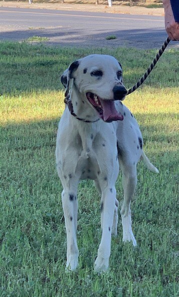 Greyhound dalmatian hot sale