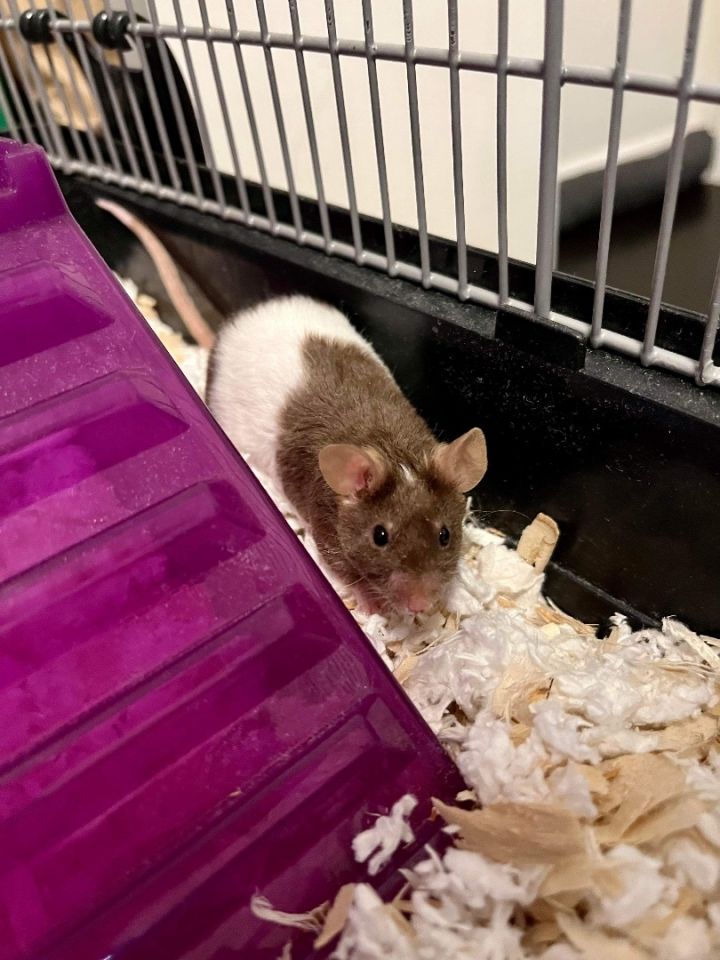 Breve, an adoptable Mouse in Eugene, OR_image-4