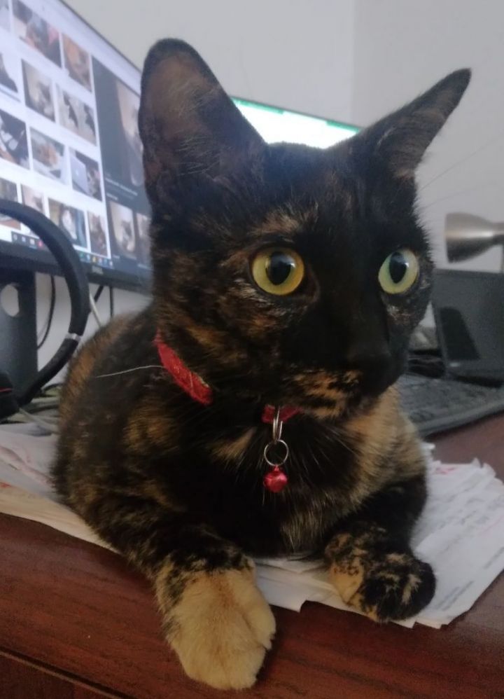 Rosie - Sweet laid back girl --> Works from home! (CT-057382), an adoptable Tortoiseshell & Domestic Medium Hair Mix in Winsted, CT_image-2