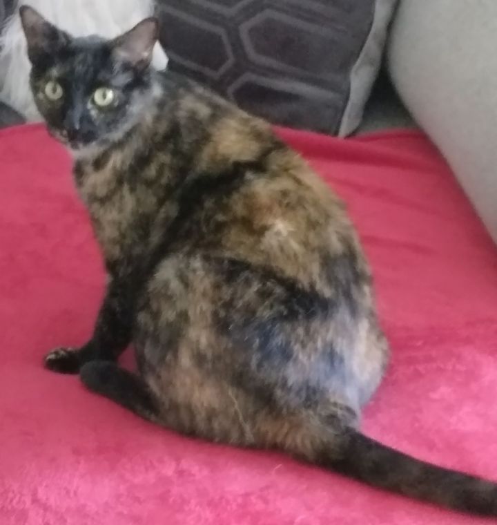 Rosie - Sweet laid back girl --> Works from home! (CT-057382), an adoptable Tortoiseshell & Domestic Medium Hair Mix in Winsted, CT_image-5