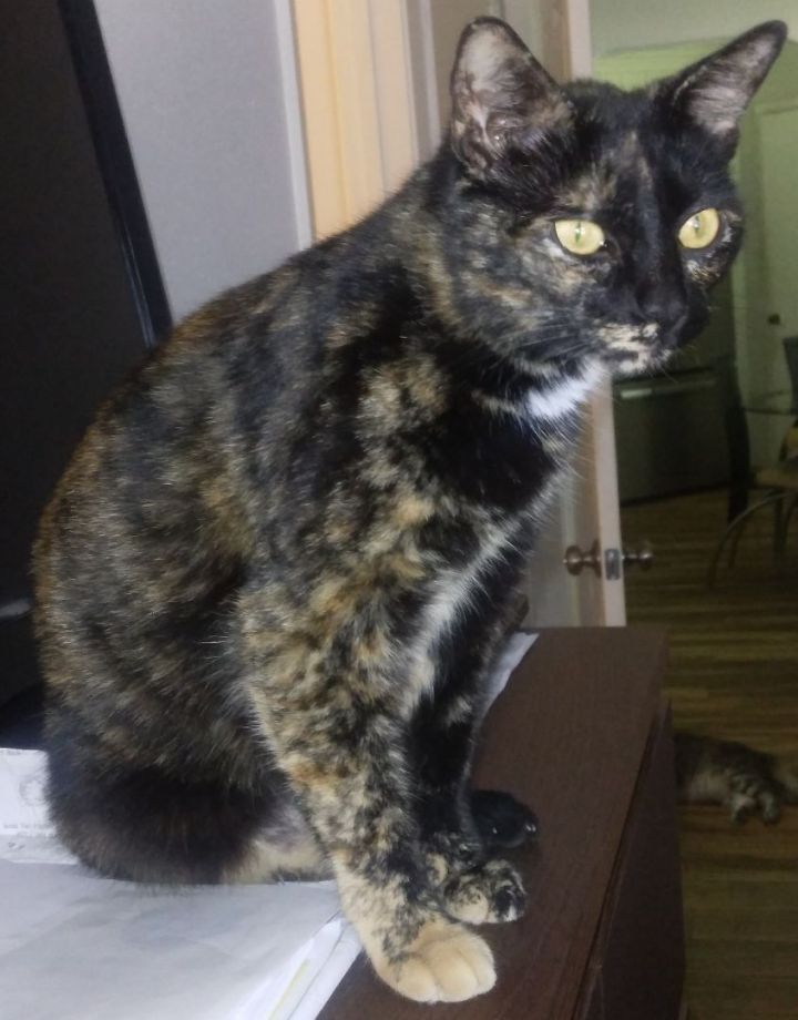 Rosie - Sweet laid back girl --> Works from home! (WA-057382), an adoptable Tortoiseshell & Domestic Medium Hair Mix in Bothell, WA_image-3