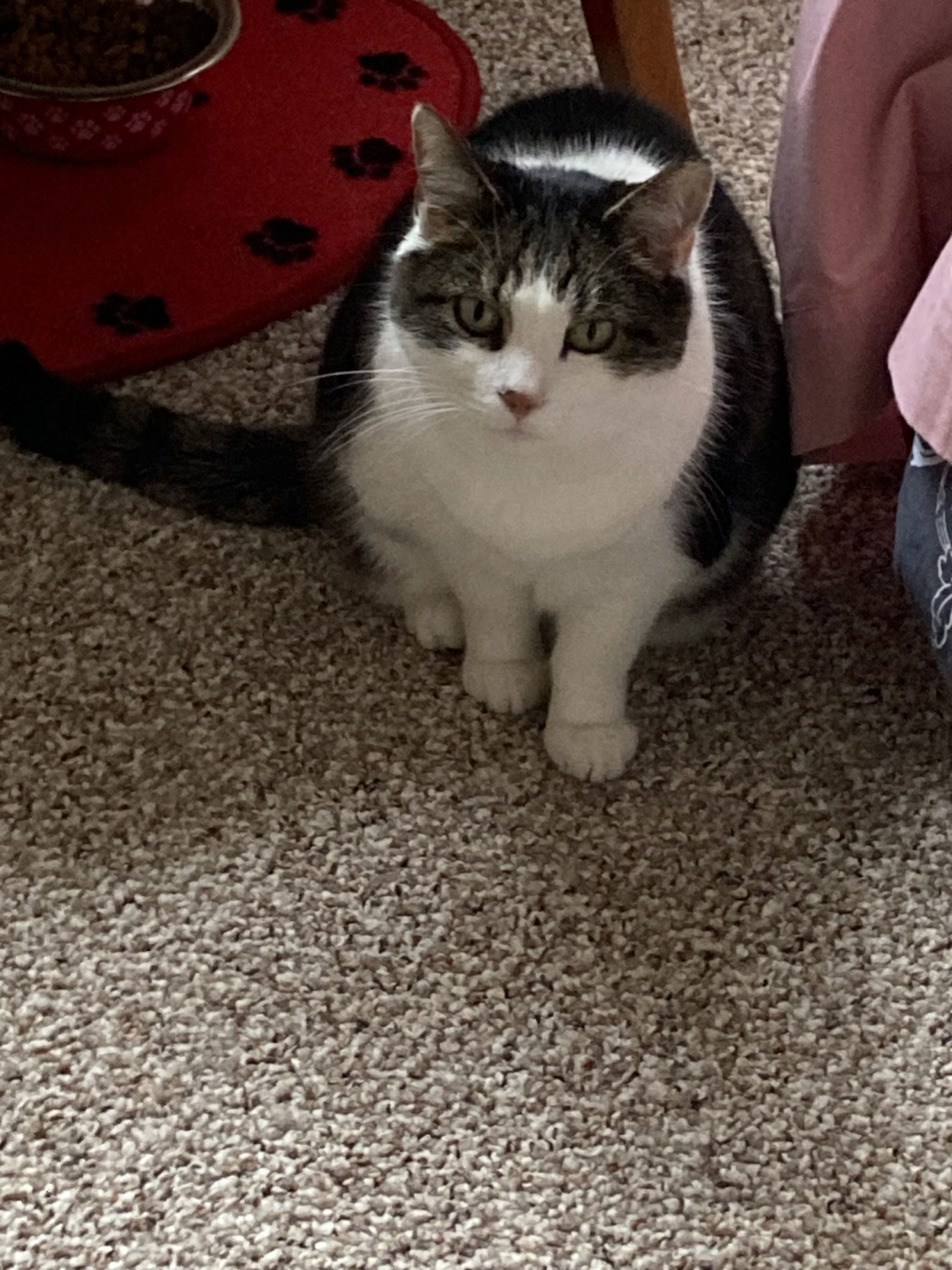 Mitzi