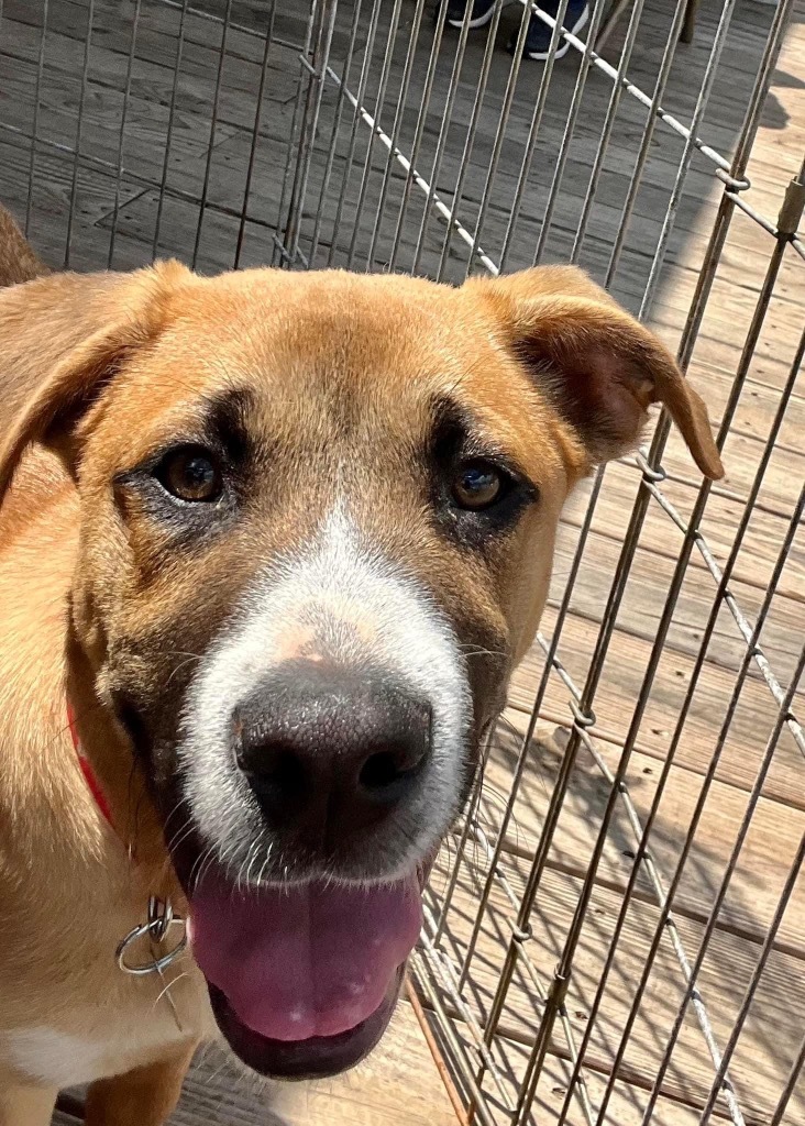 Alberto, an adoptable Boxer, Shepherd in Forsyth, GA, 31029 | Photo Image 1