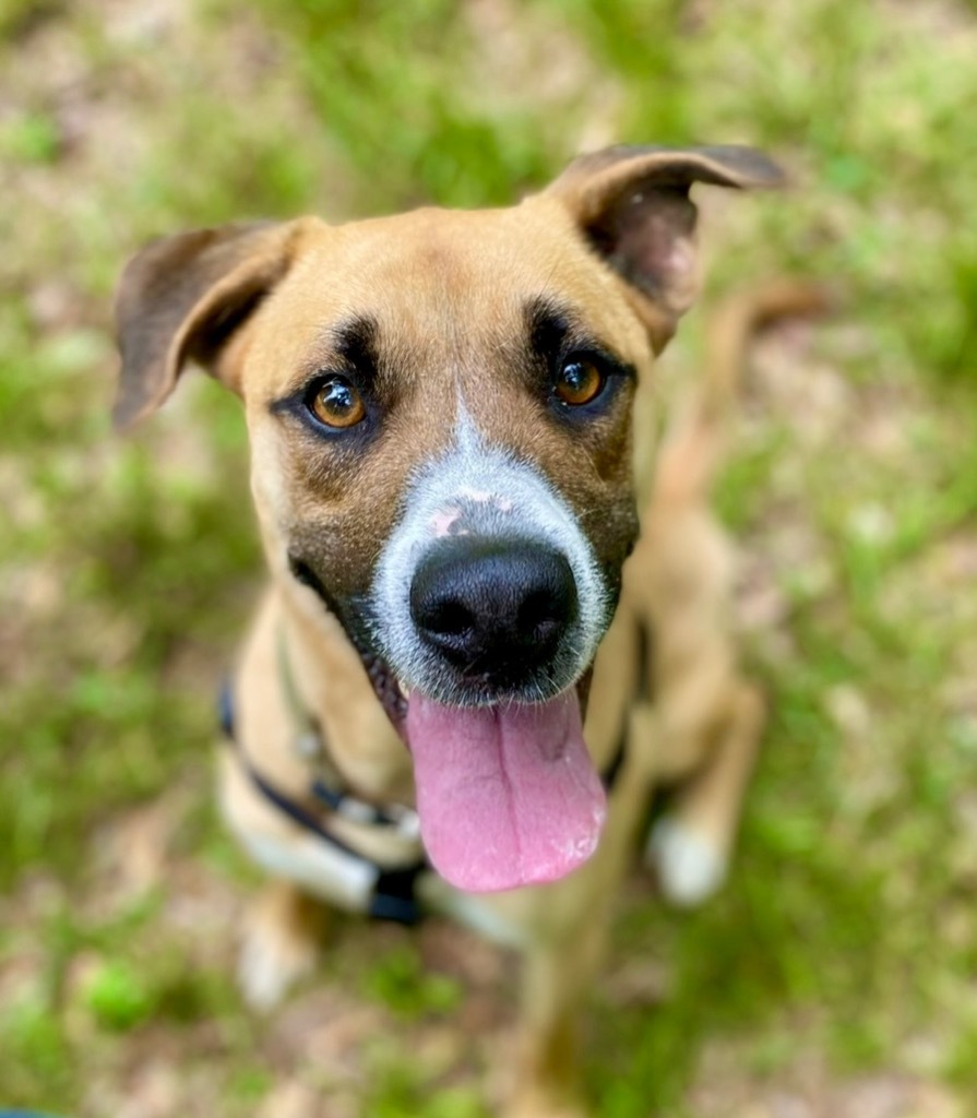 Alberto, an adoptable Boxer, Shepherd in Forsyth, GA, 31029 | Photo Image 1