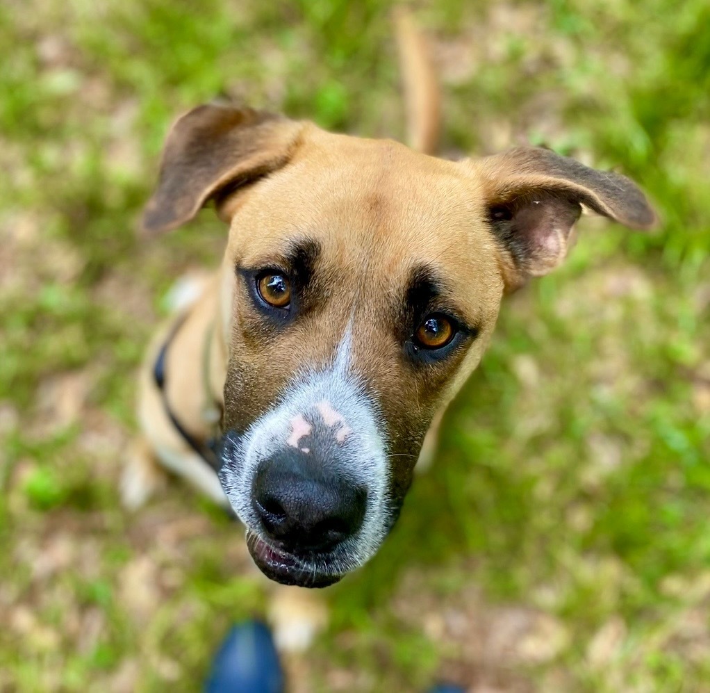 Alberto, an adoptable Boxer, Shepherd in Forsyth, GA, 31029 | Photo Image 3