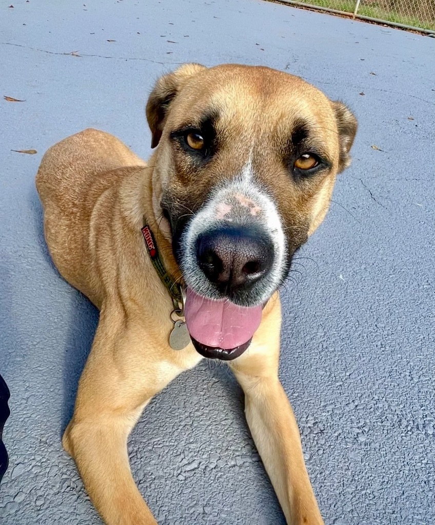Alberto, an adoptable Boxer, Shepherd in Forsyth, GA, 31029 | Photo Image 4
