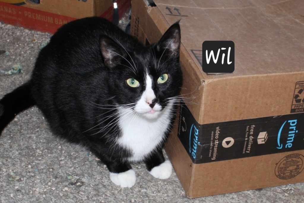 Wil, an adoptable Domestic Short Hair in Ogden, UT, 84409 | Photo Image 1