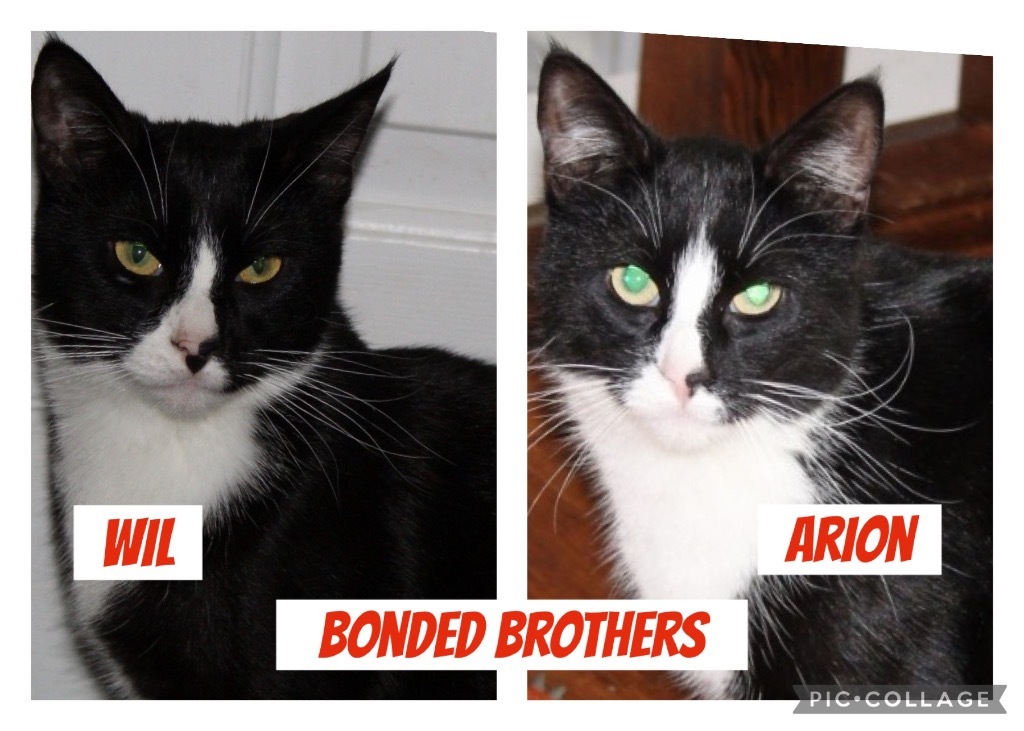 Wil, an adoptable Domestic Short Hair in Ogden, UT, 84409 | Photo Image 3