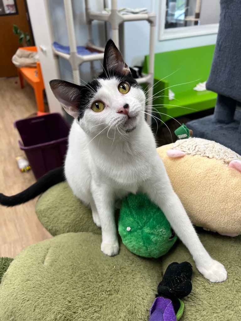 Wasabi, an adoptable Domestic Short Hair in Corpus Christi, TX, 78414 | Photo Image 1