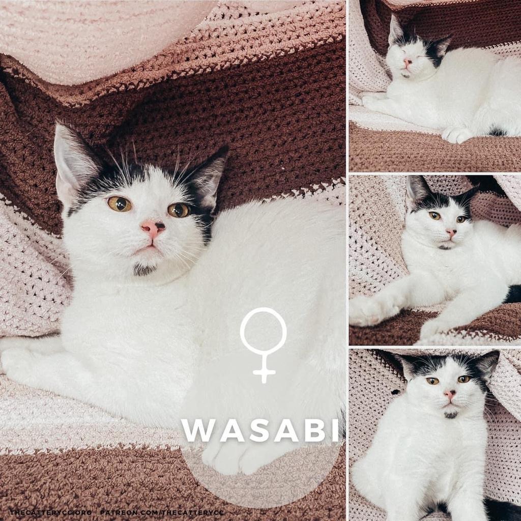 Wasabi, an adoptable Domestic Short Hair in Corpus Christi, TX, 78414 | Photo Image 2