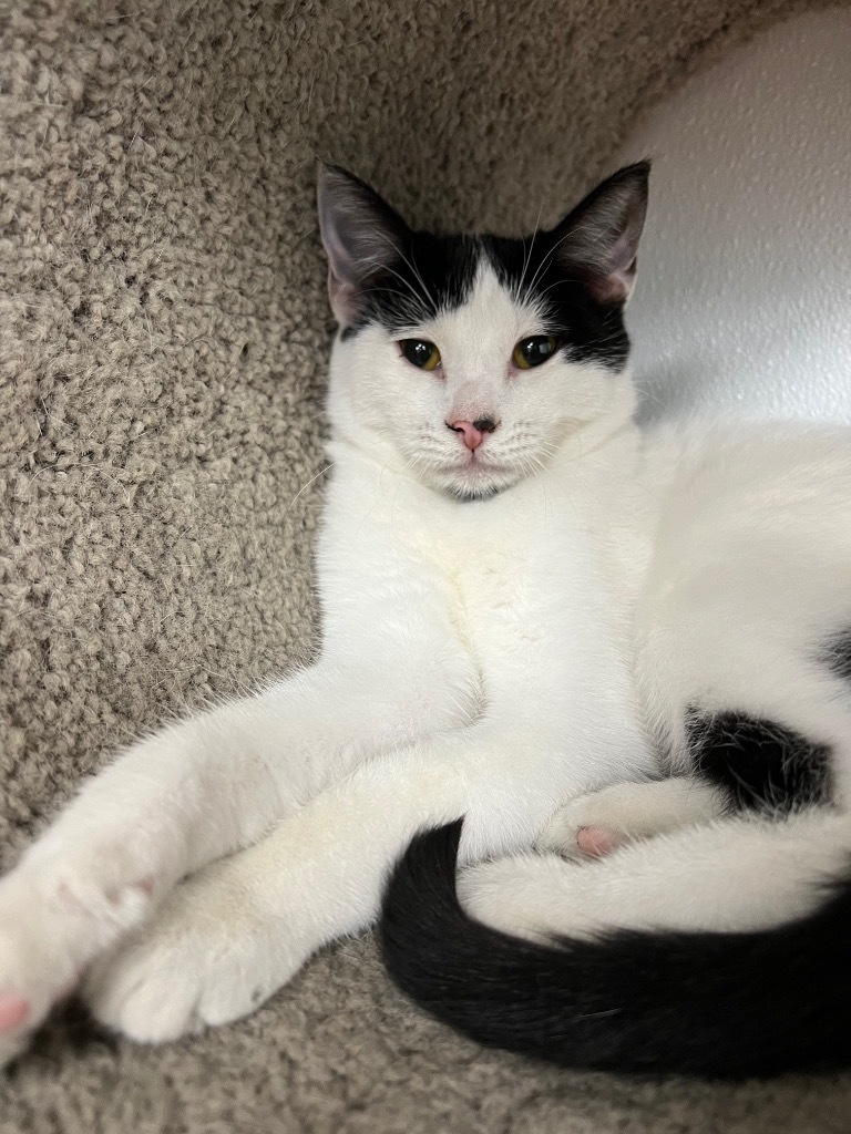 Wasabi, an adoptable Domestic Short Hair in Corpus Christi, TX, 78414 | Photo Image 3