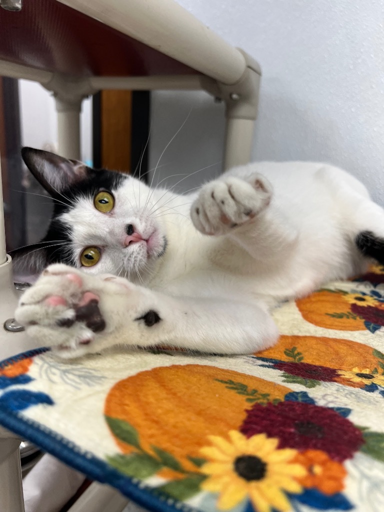 Wasabi, an adoptable Domestic Short Hair in Corpus Christi, TX, 78414 | Photo Image 4