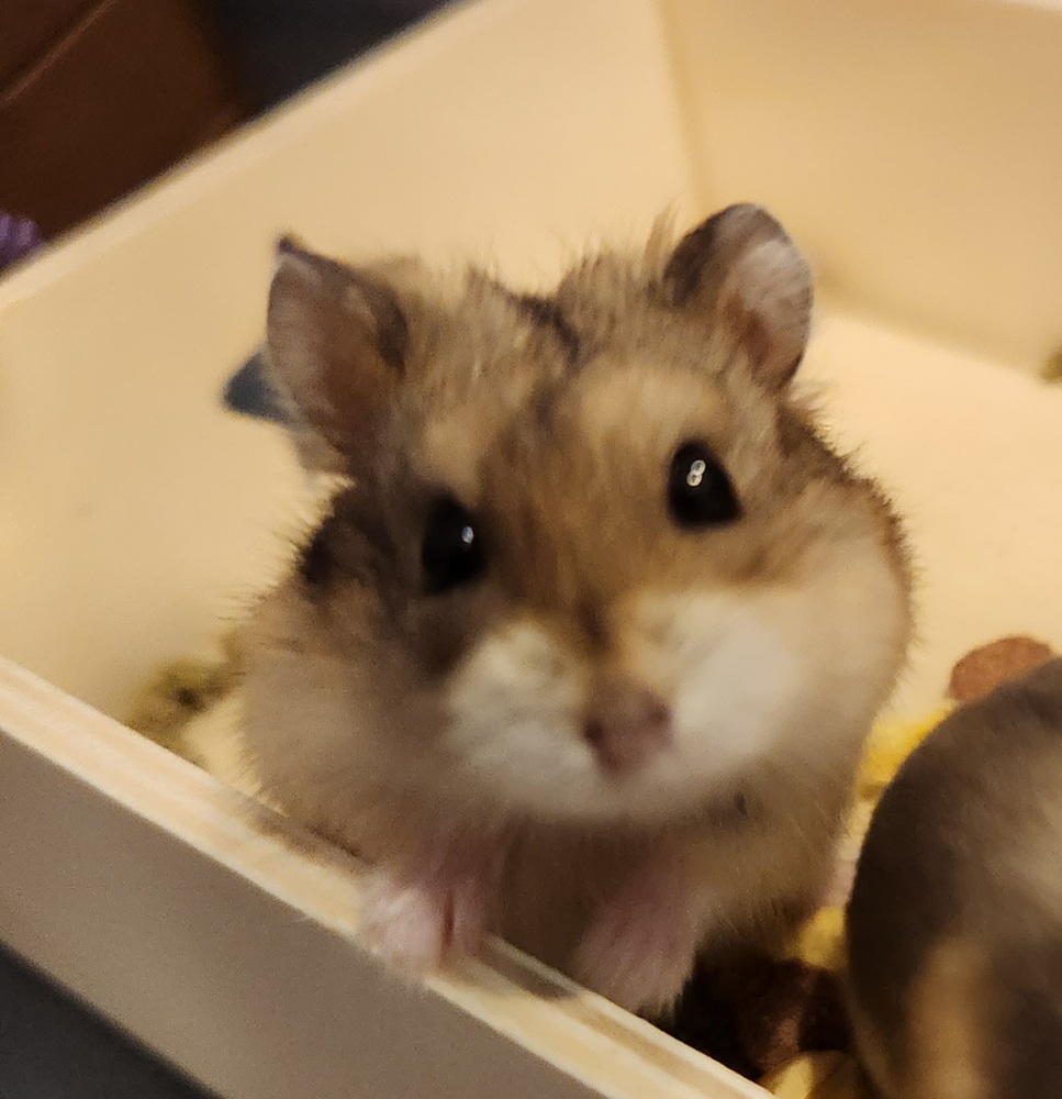 Shelter Dogs of Portland: BABY HAMSTERS - nice easy little pets