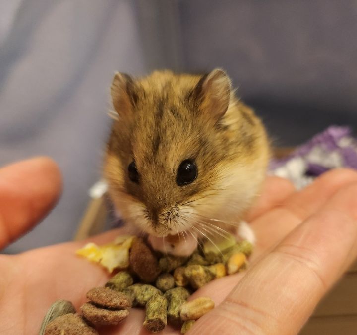 Shelter Dogs of Portland: BABY HAMSTERS - nice easy little pets