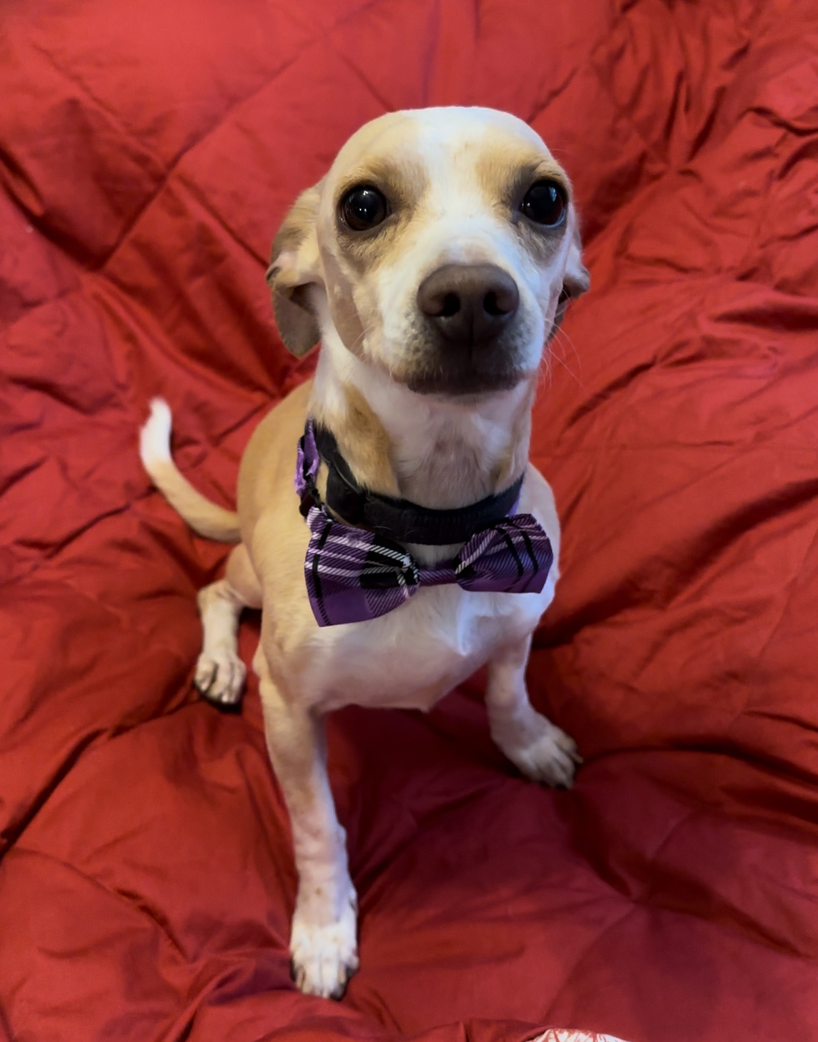Cooper, an adoptable Chihuahua, Dachshund in Windsor, CO, 80550 | Photo Image 5