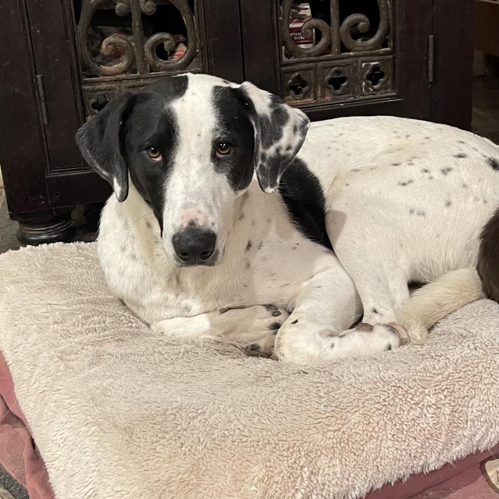 Livvie, an adoptable Dalmatian, Mixed Breed in Dallas, TX, 75201 | Photo Image 1