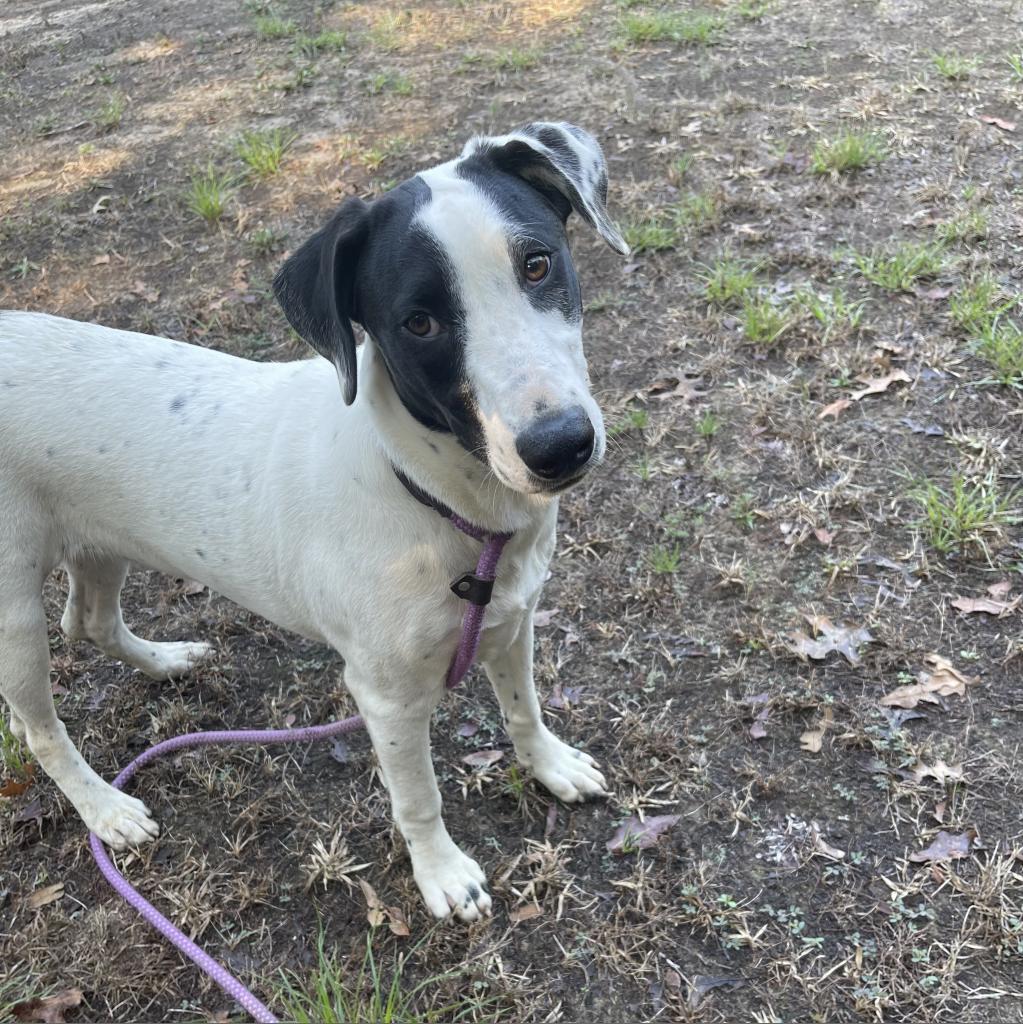 Livvie, an adoptable Dalmatian, Mixed Breed in Dallas, TX, 75201 | Photo Image 2