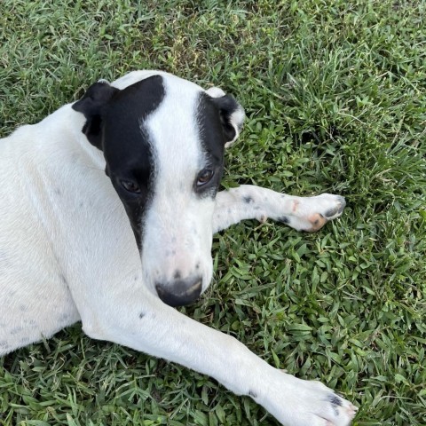 Livvie, an adoptable Dalmatian, Mixed Breed in Dallas, TX, 75201 | Photo Image 3