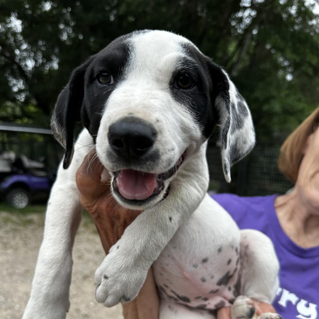 Livvie, an adoptable Dalmatian, Mixed Breed in Dallas, TX, 75201 | Photo Image 4