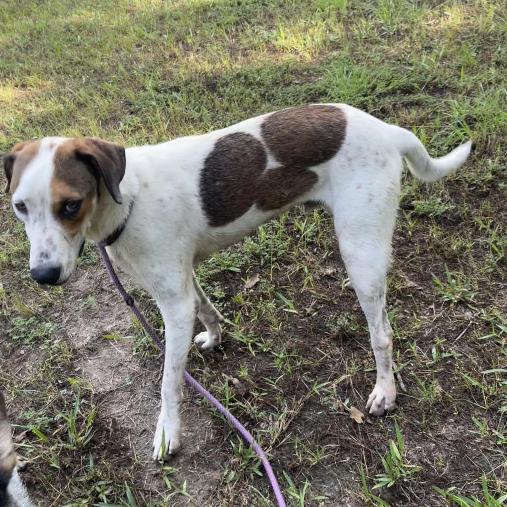 Lutz, an adoptable Dalmatian, Mixed Breed in Dallas, TX, 75201 | Photo Image 1