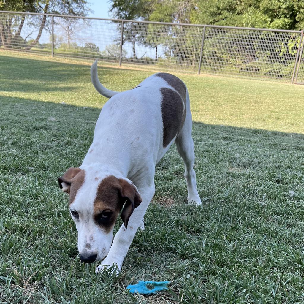 Lutz, an adoptable Dalmatian, Mixed Breed in Dallas, TX, 75201 | Photo Image 2