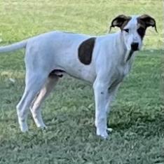 Lutz, an adoptable Dalmatian, Mixed Breed in Dallas, TX, 75201 | Photo Image 3