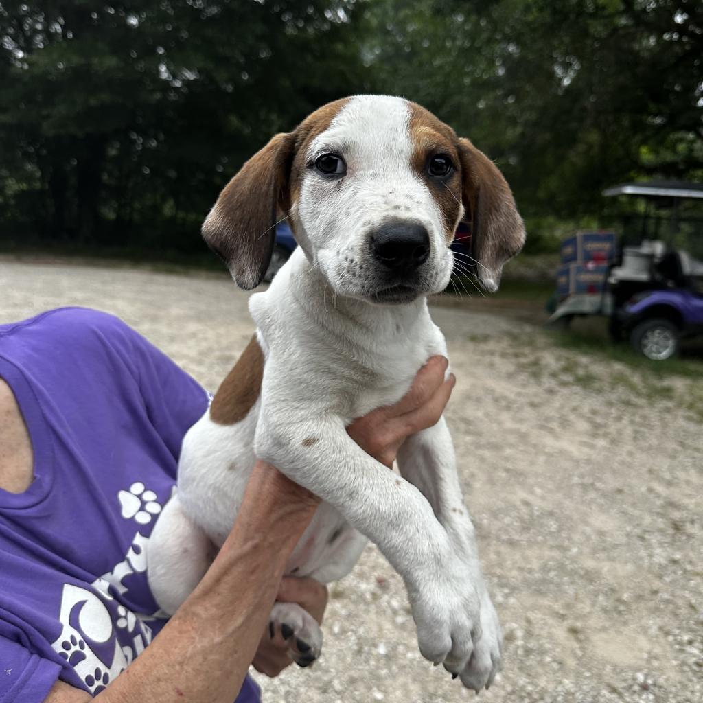 Lutz, an adoptable Dalmatian, Mixed Breed in Dallas, TX, 75201 | Photo Image 4