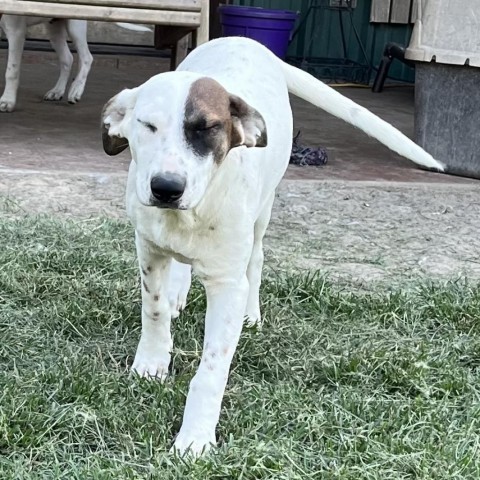 Lula, an adoptable Dalmatian, Mixed Breed in Dallas, TX, 75201 | Photo Image 2