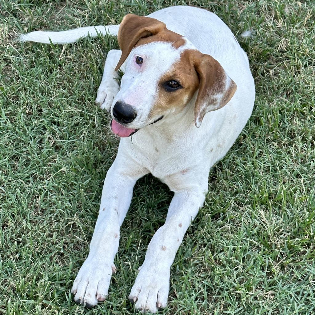 Lula, an adoptable Dalmatian, Mixed Breed in Dallas, TX, 75201 | Photo Image 2