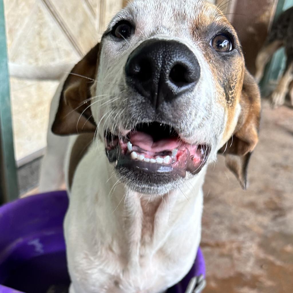 Lula, an adoptable Dalmatian, Mixed Breed in Dallas, TX, 75201 | Photo Image 4