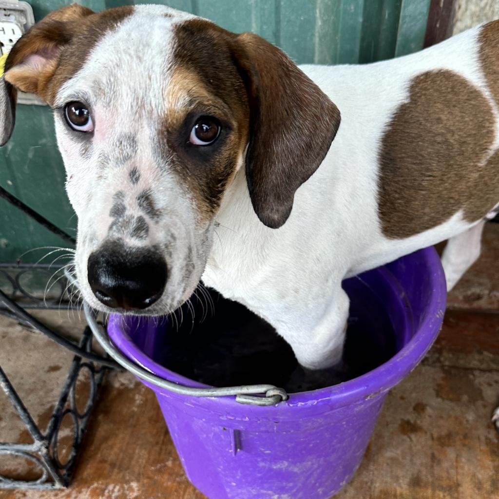 Lula, an adoptable Dalmatian, Mixed Breed in Dallas, TX, 75201 | Photo Image 5