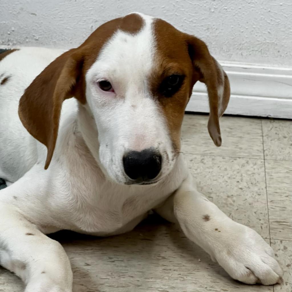 Liesl, an adoptable Dalmatian, Mixed Breed in Dallas, TX, 75201 | Photo Image 1