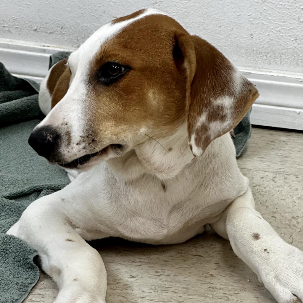 Liesl, an adoptable Dalmatian, Mixed Breed in Dallas, TX, 75201 | Photo Image 3