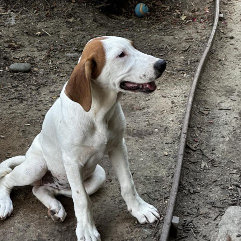 Liesl, an adoptable Dalmatian, Mixed Breed in Dallas, TX, 75201 | Photo Image 4