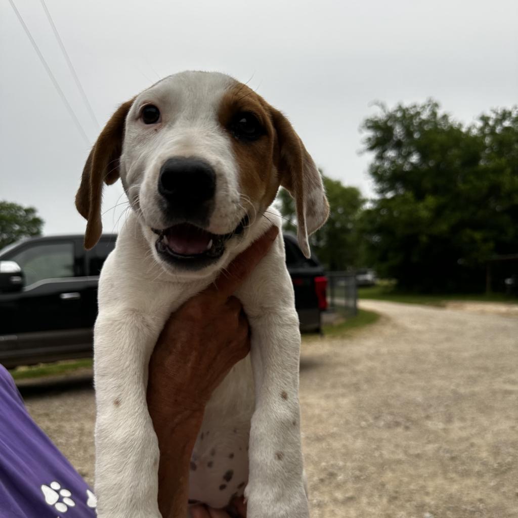 Liesl, an adoptable Dalmatian, Mixed Breed in Dallas, TX, 75201 | Photo Image 4