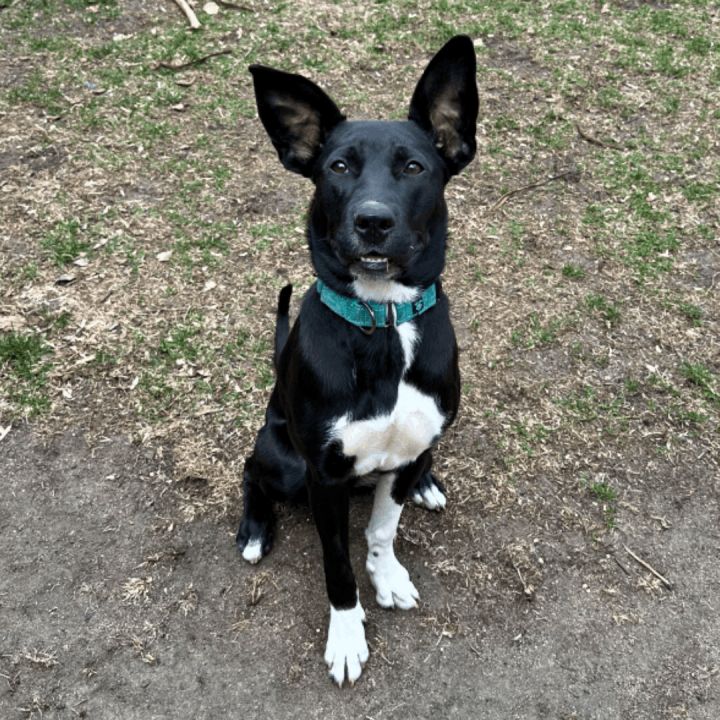 Winnie, an adoptable Labrador Retriever Mix in Minneapolis, MN_image-4