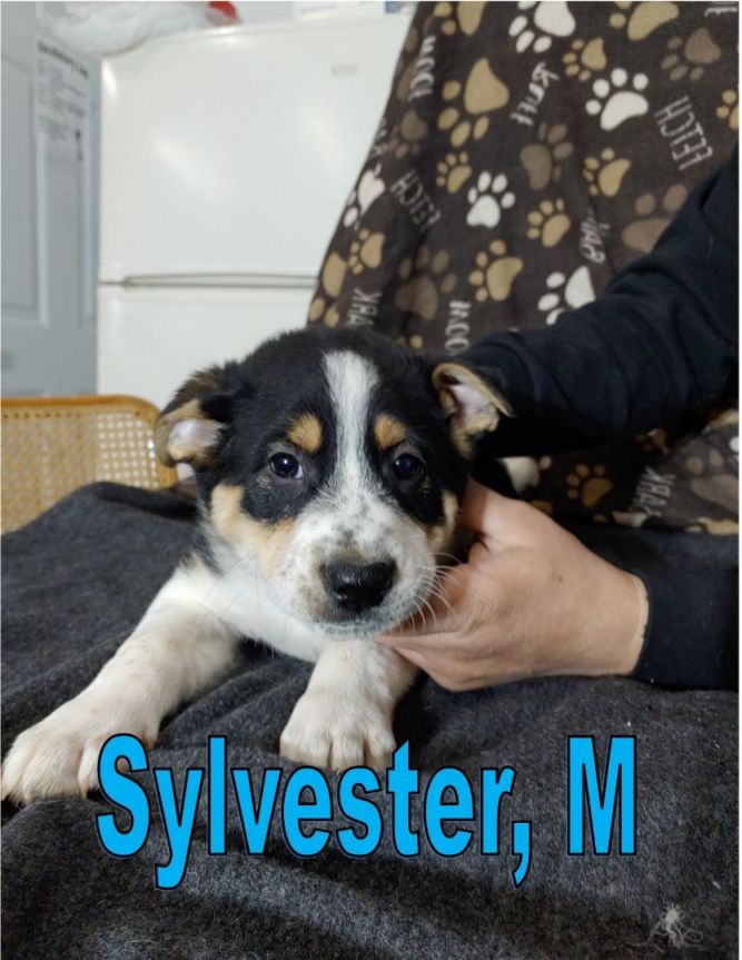 Sylvester