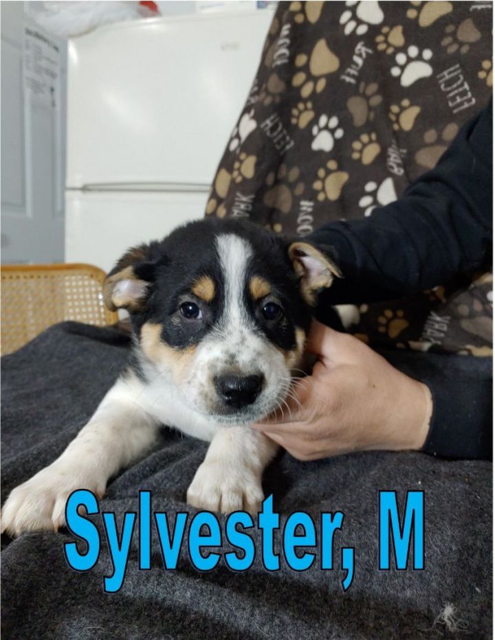 Sylvester, an adoptable Pomeranian & Samoyed Mix in Hayward, WI_image-1