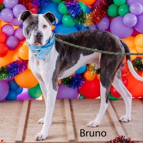 Bruno, an adoptable Mixed Breed in Philadelphia, PA_image-1