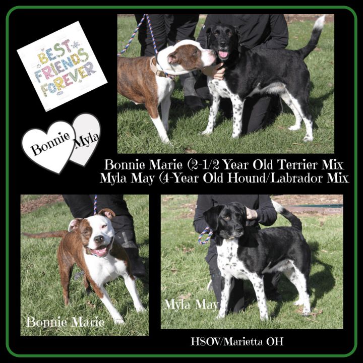 Bonnie Marie & Myla May (Bonded Pair), an adoptable Pit Bull Terrier & Hound Mix in Marietta, OH_image-1