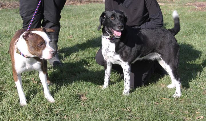 Bonnie Marie & Myla May (Bonded Pair) 2